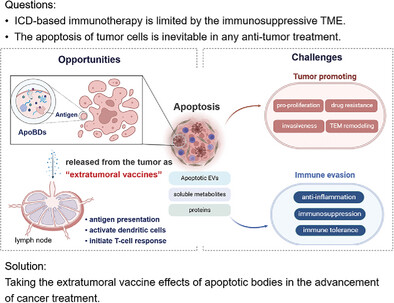 The Extra-Tumoral Vaccine Effects of Apoptotic Bodies in the Advancement of Cancer Treatment