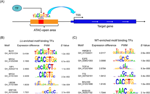 Details are in the caption following the image Details are in the caption following the image