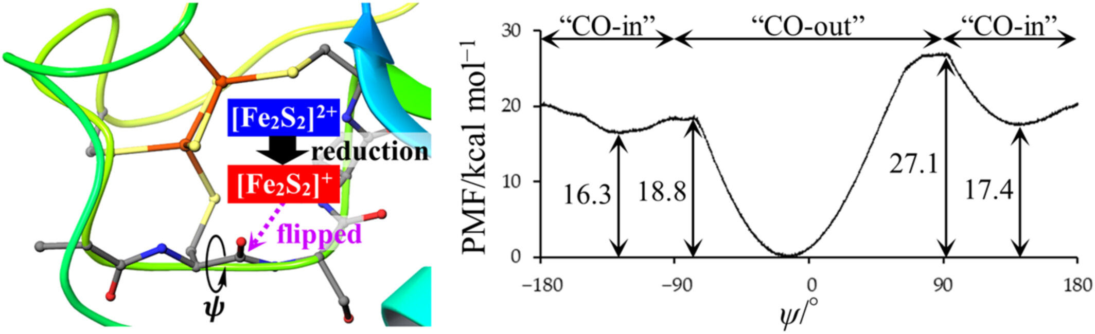 Reduction-Induced Structural and Motional Changes of Plant-Type Ferredoxin Using Molecular Dynamics and Umbrella Sampling Simulations