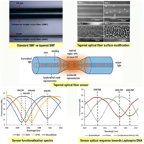 Sensitive Leptospira DNA detection using tapered optical fiber sensor