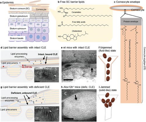 Details are in the caption following the image Details are in the caption following the image