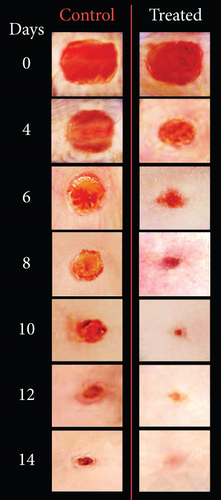 Details are in the caption following the image Details are in the caption following the image
