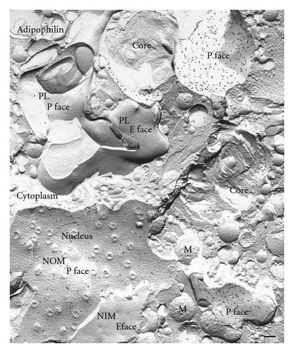 Details are in the caption following the image