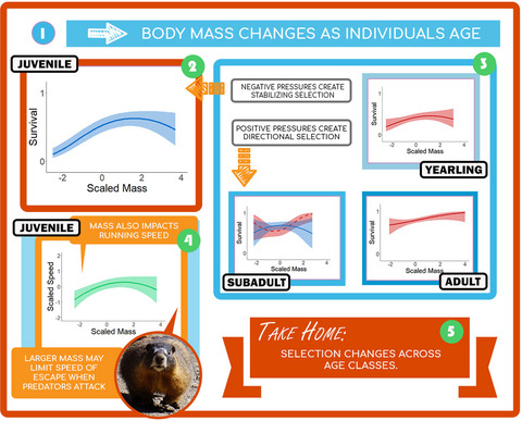 Bigger is not always better: Viability selection on body mass varies across life stages in a hibernating mammal