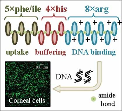 Novel Triblock Oligopeptides as Efficient Nonviral Vectors: Characterisation and Further Insights