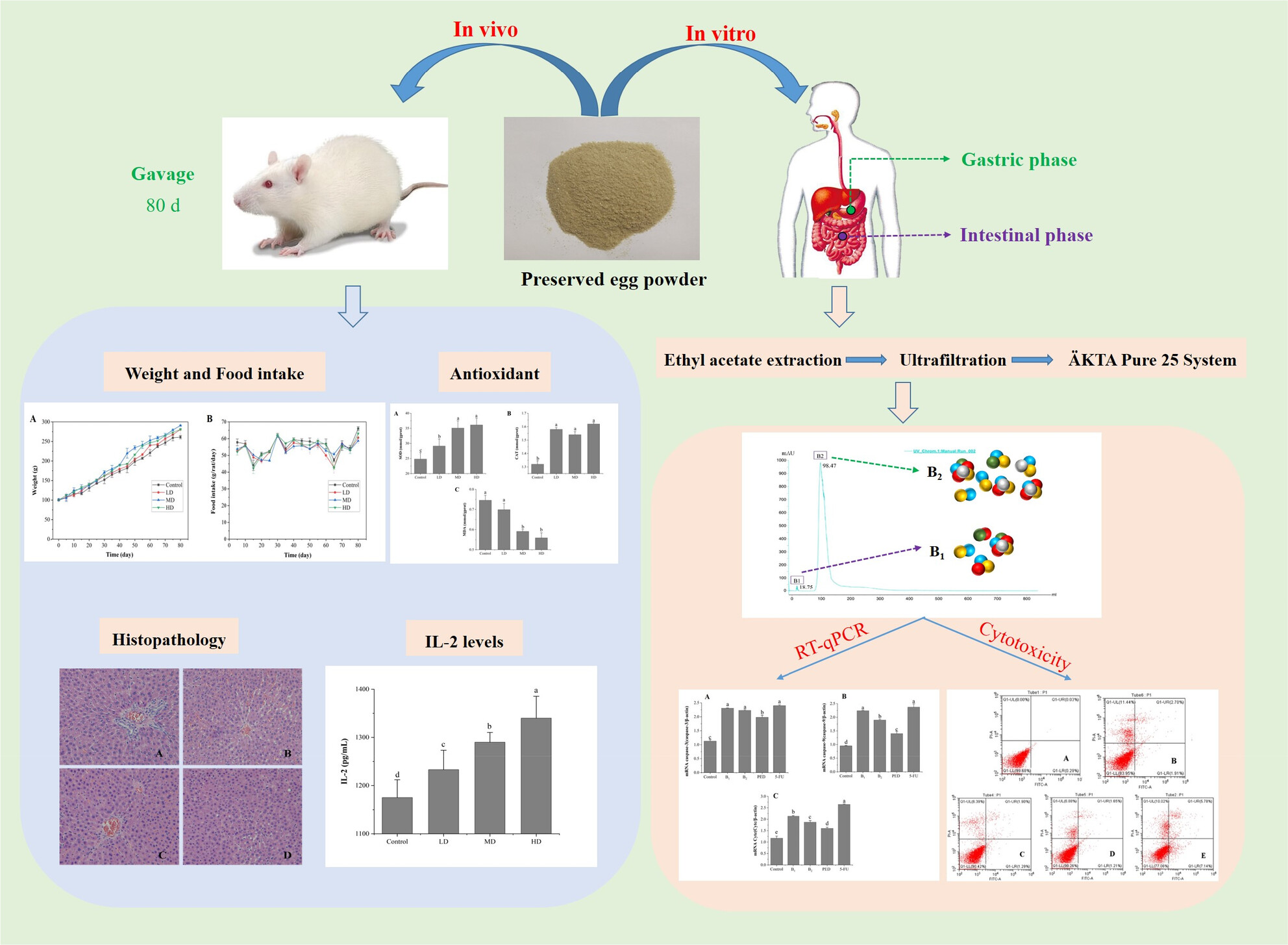 Effect of preserved eggs on the health of SD rats, and anti-tumor action of HT-29 cells