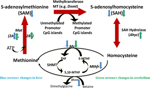 Chronic Alcohol Exposure Differentially Alters One-Carbon Metabolism in Rat Liver and Brain