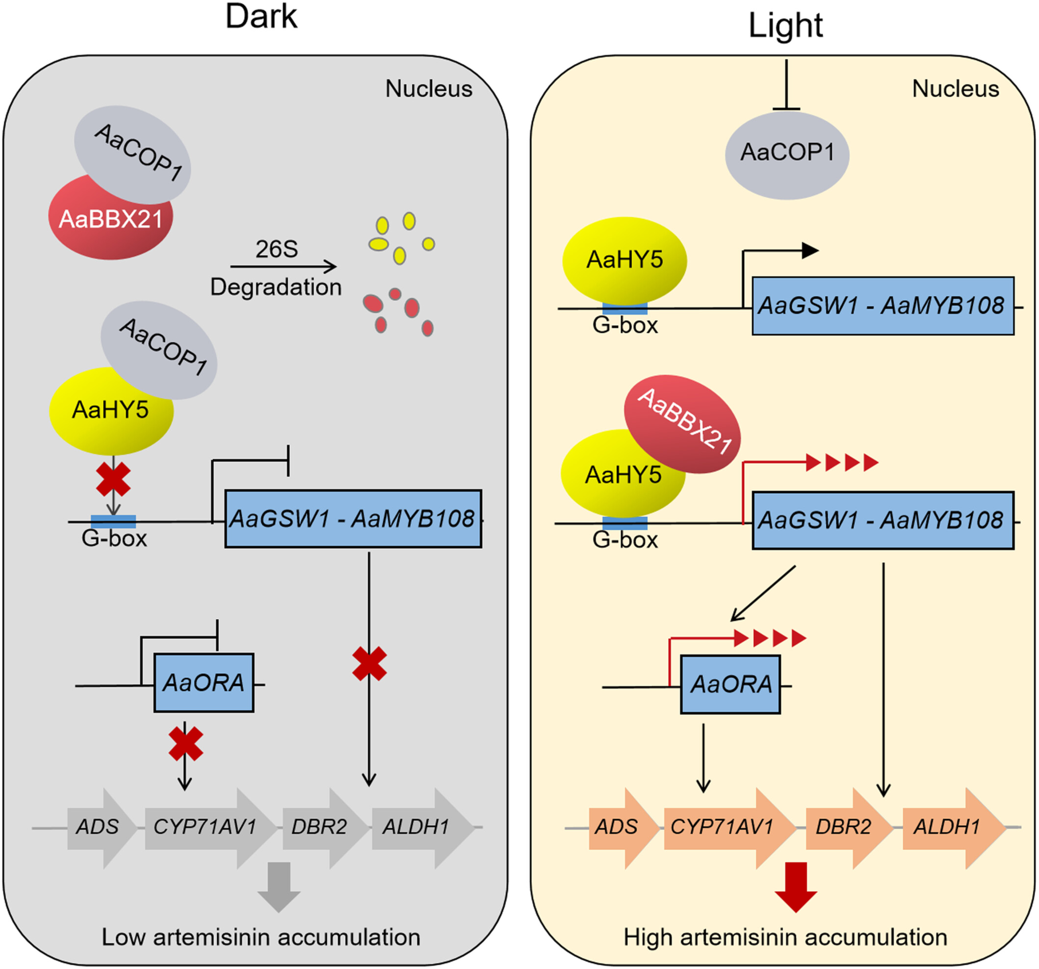 The AaBBX21–AaHY5 module mediates light-regulated artemisinin biosynthesis in Artemisia annua L.