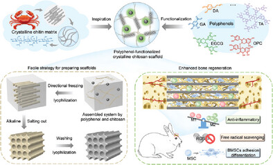 A facile Immunoregulatory Constructional Design by Proanthocyanidin Optimizing Directional Chitosan Microchannel