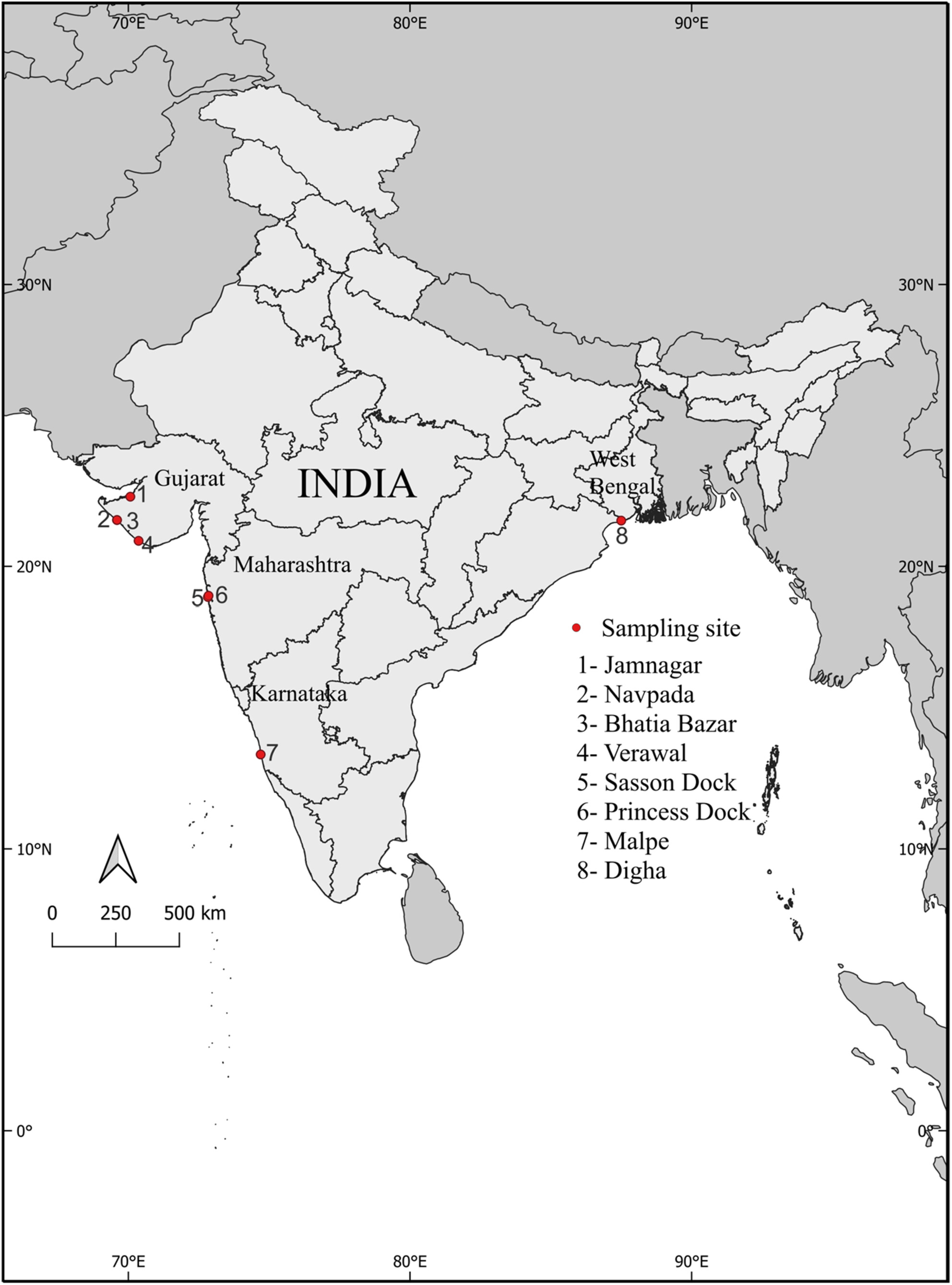 Allometric Growth and Scaling of Body Form of the Spadenose Shark (Scoliodon laticaudus)