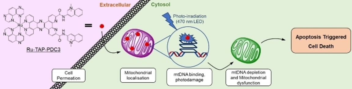 Targeting Mitochondrial Guanine Quadruplexes for Photoactivatable Chemotherapy in Hypoxic Environments