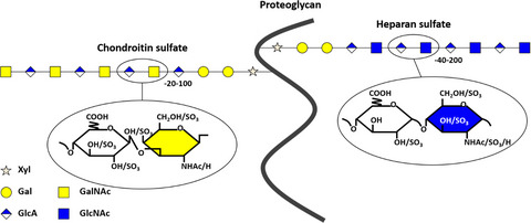 Operation spinal cord regeneration: Patterning information residing in extracellular matrix glycosaminoglycans