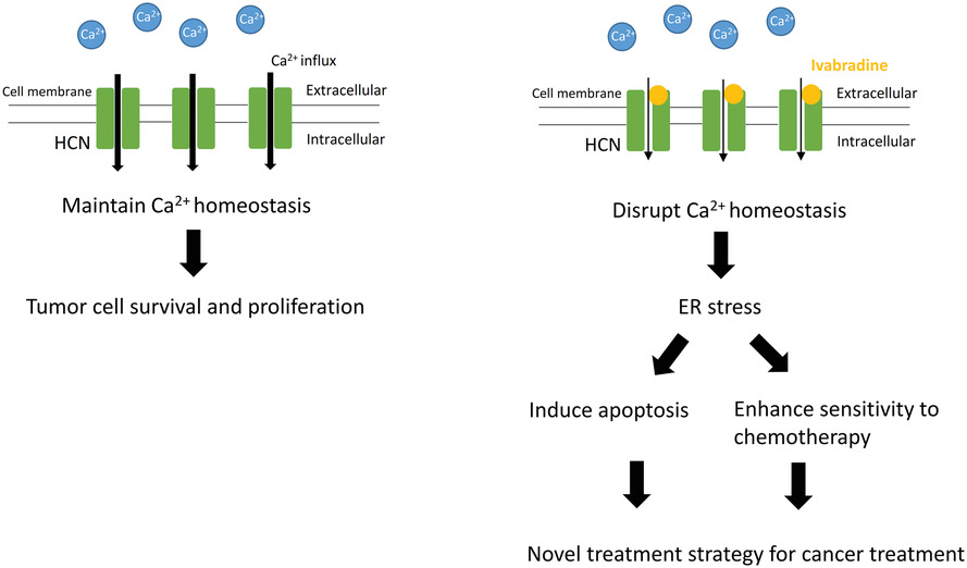 Repurposing hyperpolarization-activated cyclic nucleotide-gated channels as a novel therapy for breast cancer