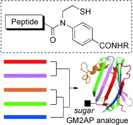 Chemical Synthesis of Biologically Active Monoglycosylated GM2-Activator Protein Analogue Using N-Sulfanylethylanilide Peptide