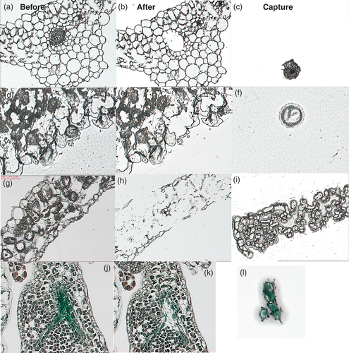 Details are in the caption following the image Details are in the caption following the image