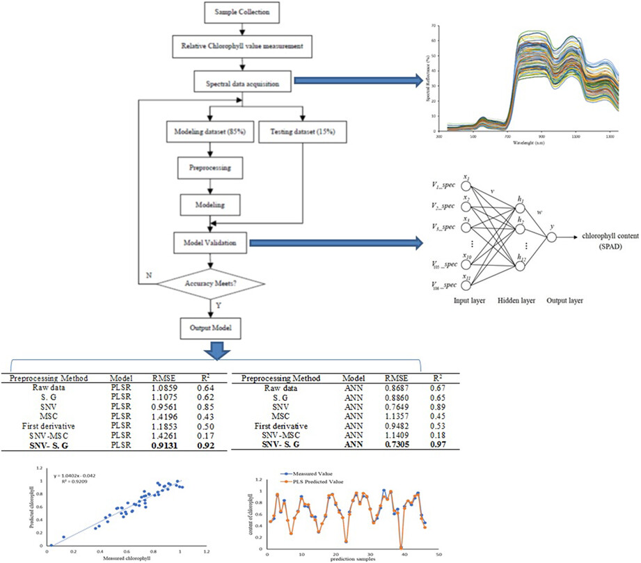 Prediction of winter wheat leaf chlorophyll content based on VIS/NIR spectroscopy using ANN and PLSR