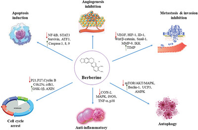 The therapeutic effects of berberine for gastrointestinal cancers