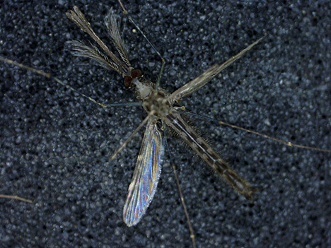 Multiband modulation spectroscopy for the determination of sex and species of mosquitoes in flight