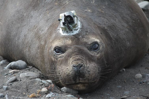 Sex, body size, and boldness shape the seasonal foraging habitat selection in southern elephant seals
