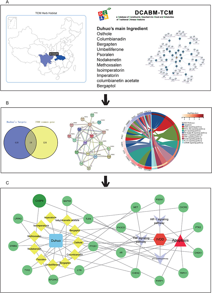 Single-Cell Analysis Integrated With Machine Learning Elucidates the Mechanisms of Nucleus Pulposus Cells Apoptosis in Intervertebral Disc Degeneration and Therapeutic Interventions