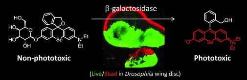 Selective Ablation of β-Galactosidase-Expressing Cells with a Rationally Designed Activatable Photosensitizer