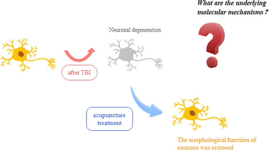 Acupuncture promotes nerve repair through the benign regulation of mTOR-mediated neuronal autophagy in traumatic brain injury rats