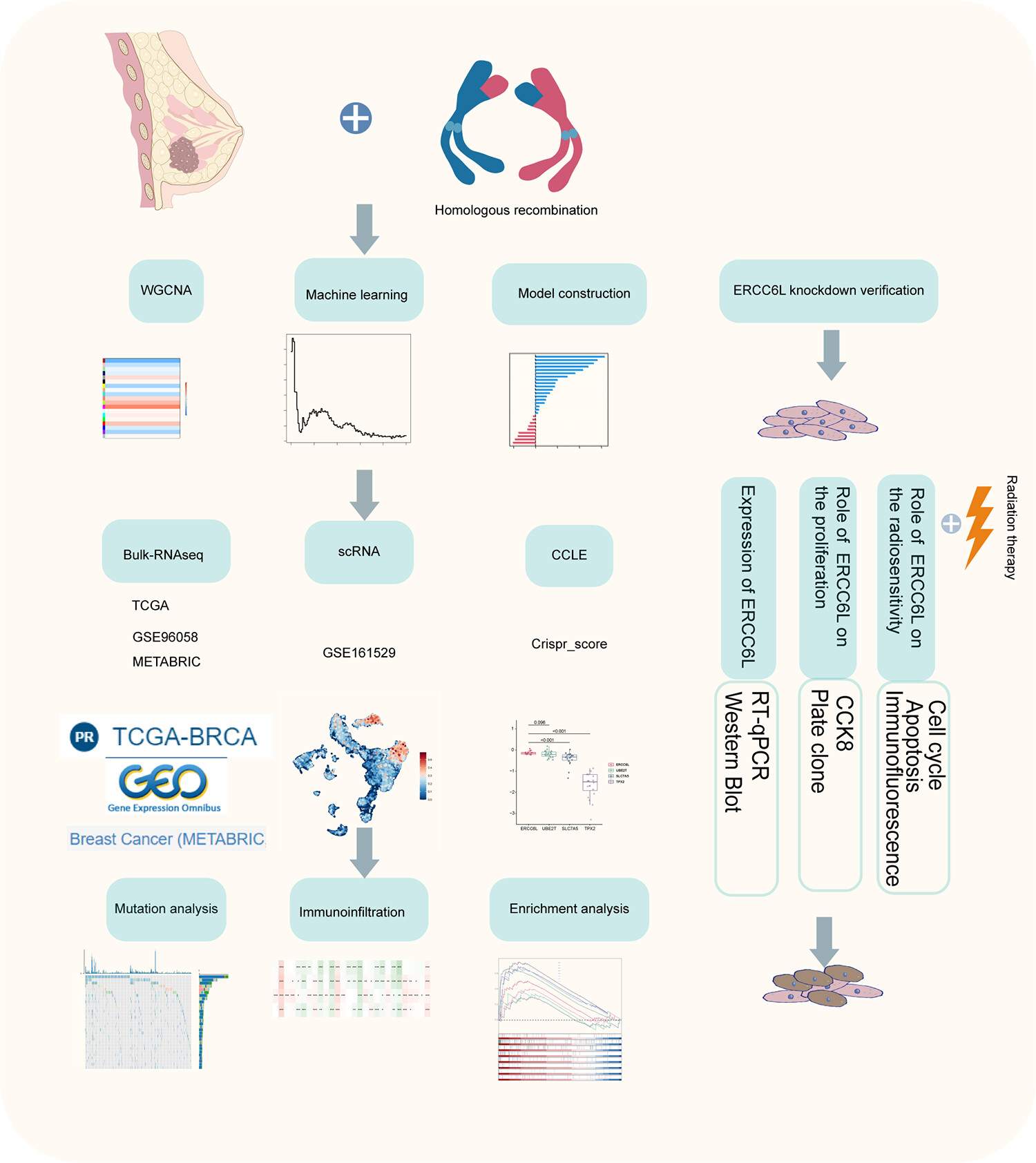 Characterization of Immune Landscape Based on Homologous Recombination Deficiency Associated Signatures and Identification of Knockdown of ERCC6L to Promote Radiosensitivity in Breast Cancer