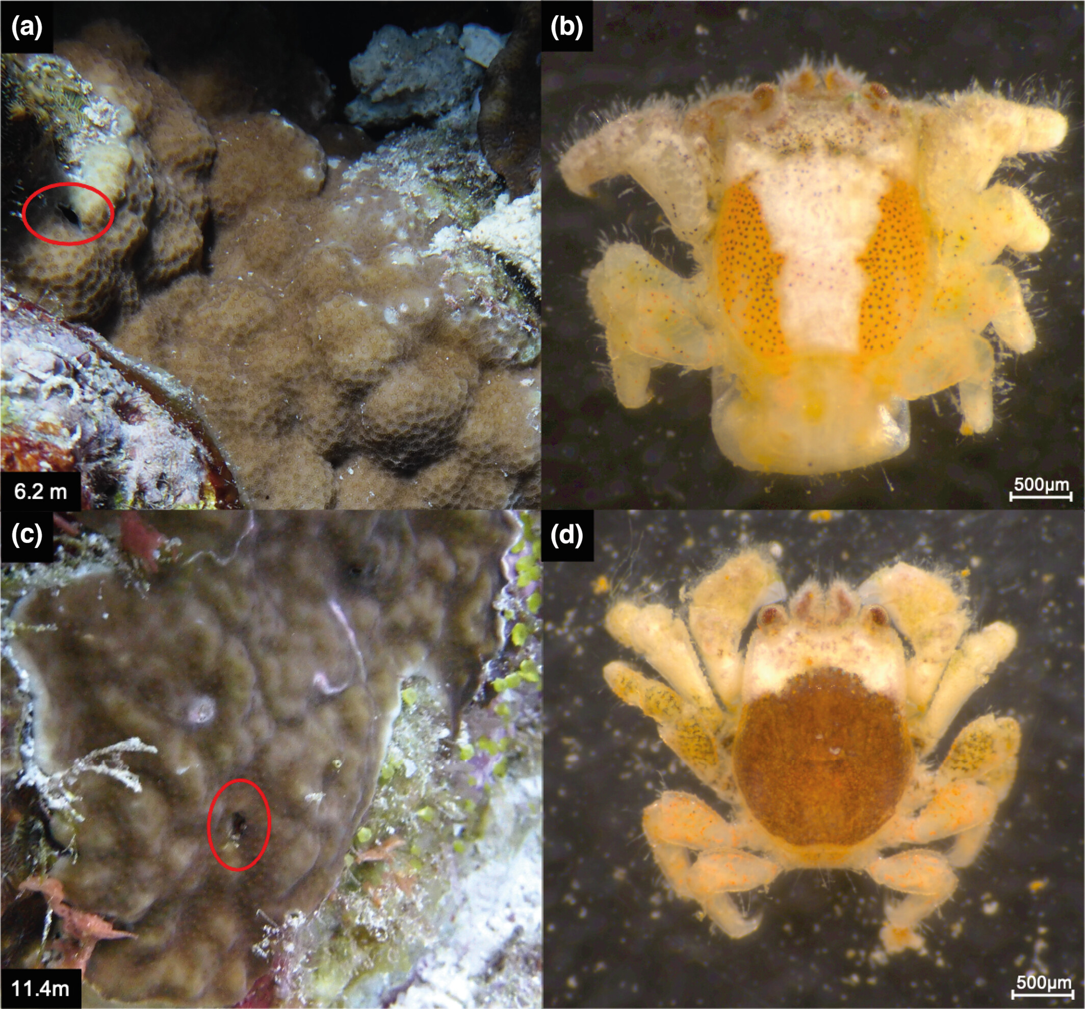 Interspecific coral competition does not affect the symbiosis of gall crabs (Decapoda: Cryptochiridae) and their scleractinian hosts
