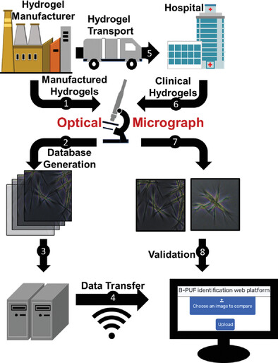 Self-Assembled Amino Acid Microstructures as Biocompatible Physically Unclonable Functions (BPUFs) for Authentication of Therapeutically Relevant Hydrogels