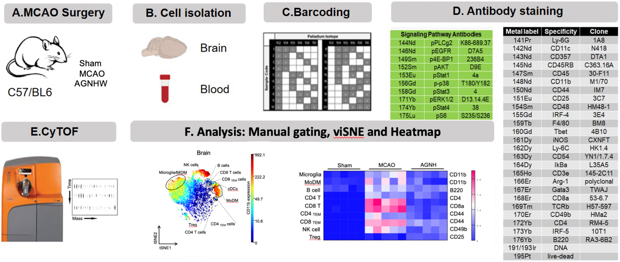 Comprehensive immune modulation mechanisms of Angong Niuhuang Wan in ischemic stroke: Insights from mass cytometry analysis