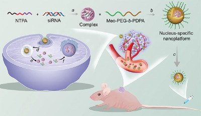 Nucleus-specific RNAi nanoplatform for targeted regulation of nuclear lncRNA function and effective cancer therapy