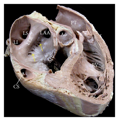 Details are in the caption following the image