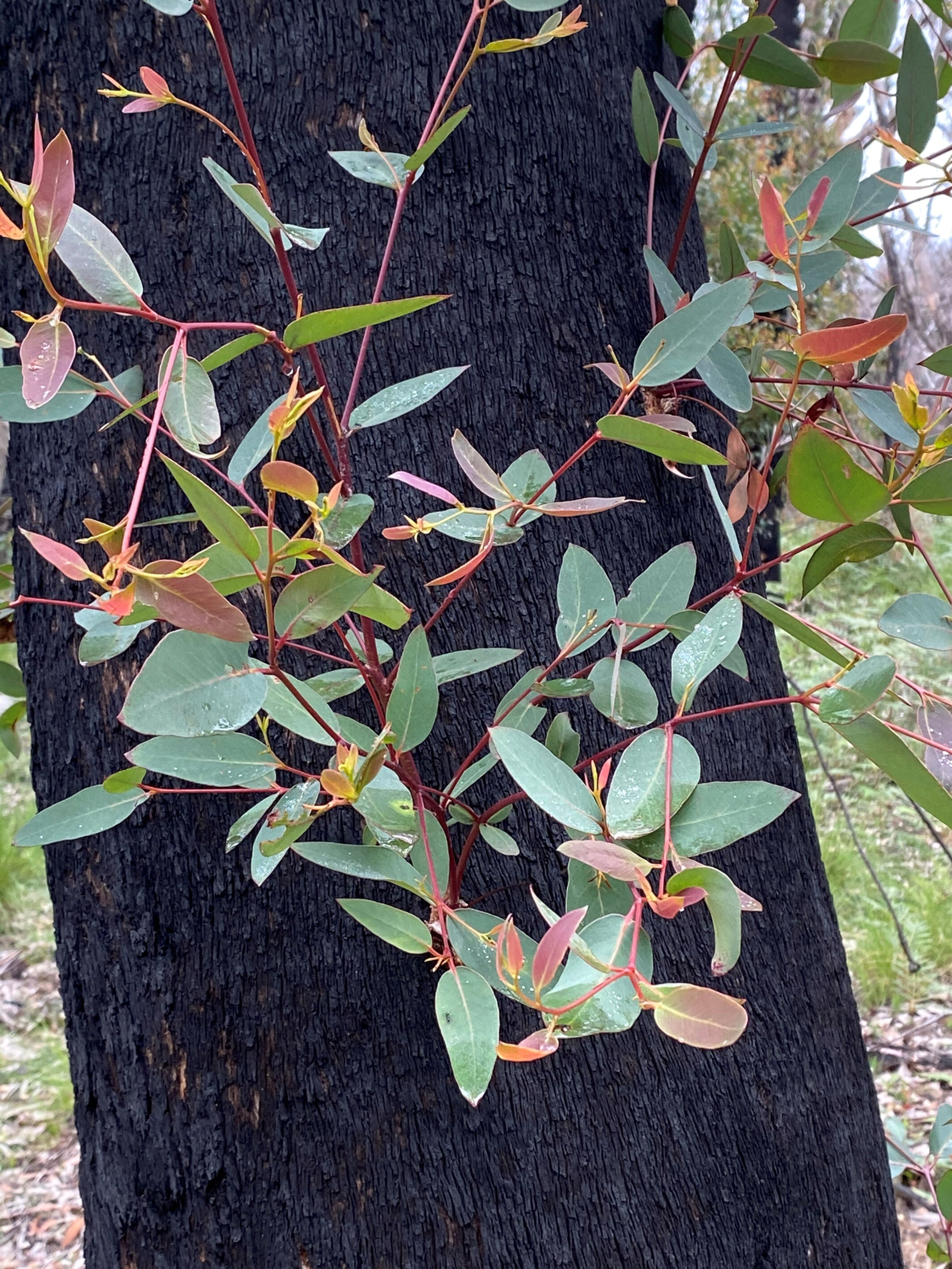Bushfire management, prescribed burning, and a right to fire? Issue ,