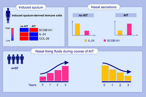 Allergen-specific immunotherapy induces the suppressive secretoglobin 1A1 in cells of the lower airways