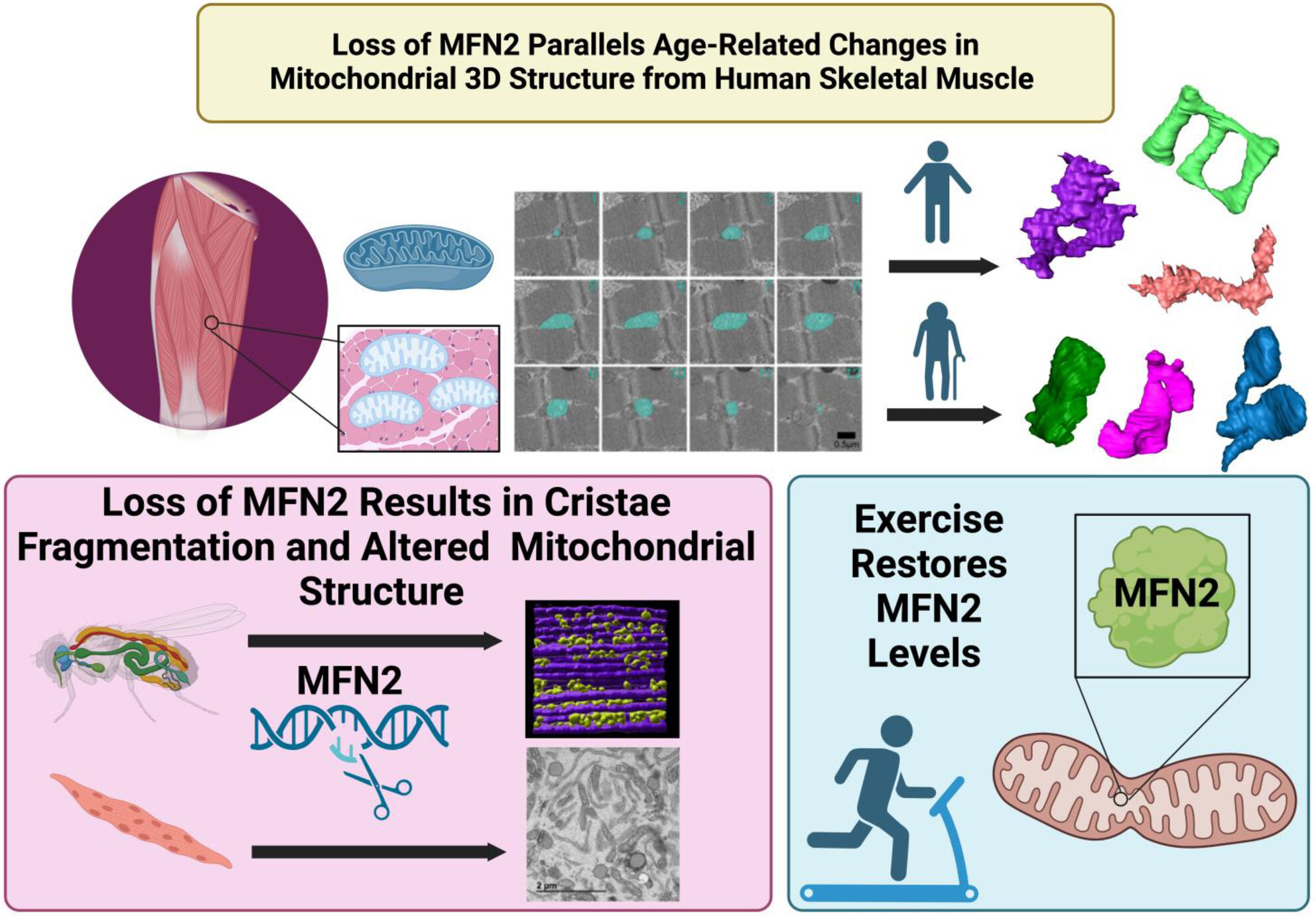 3D Mitochondrial Structure in Aging Human Skeletal Muscle: Insights Into MFN-2-Mediated Changes