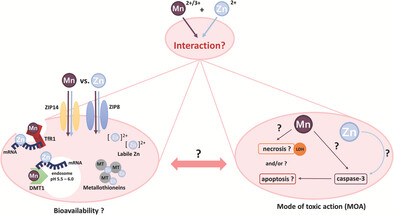 The Impact of Zinc on Manganese Bioavailability and Cytotoxicity in HepG2 Cells