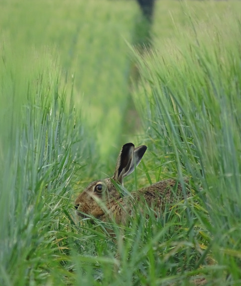 Habitat selection by the European hare in arable landscapes: The importance of small-scale habitat structure for conservation