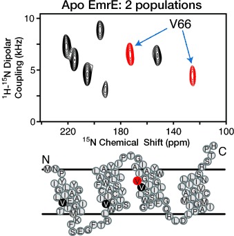 Ligand-Induced Conformational Changes of the Multidrug Resistance Transporter EmrE Probed by Oriented Solid-State NMR Spectroscopy