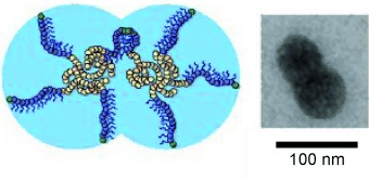 Direct Synthesis of Anisotropic Polymer Nanoparticles