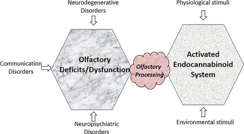 Endocannabinoid-mediated neuromodulation in the main olfactory bulb at the interface of environmental stimuli and central neural processing