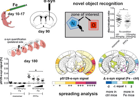 Brain iron enrichment attenuates α-synuclein spreading after injection of preformed fibrils