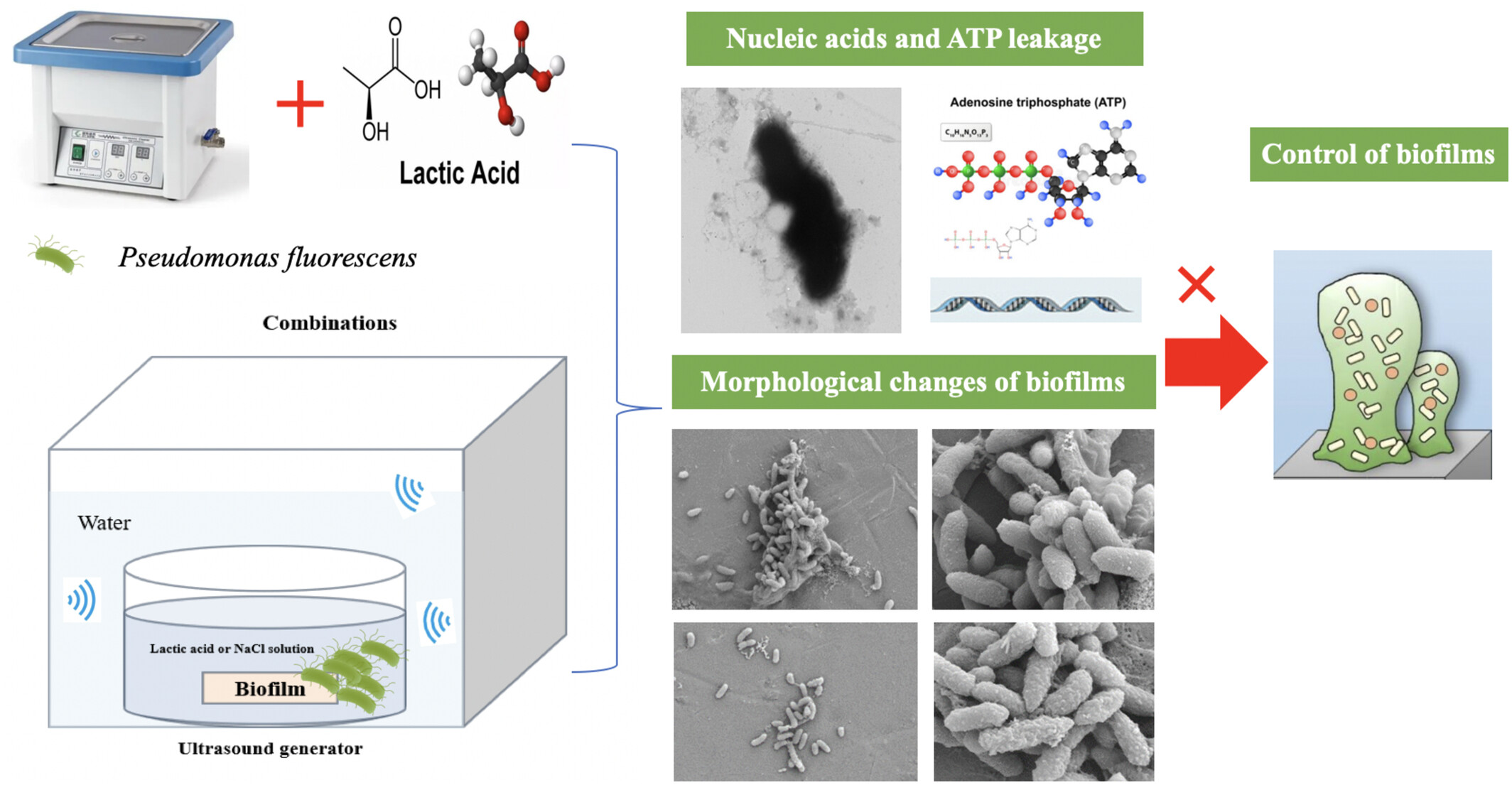 Ultrasound promoted the inactivation efficacy of lactic acid against calcium-mediated biofilm formation by Pseudomonas fluorescens