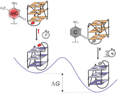 Beyond Structure: Methylation Fine-Tunes Stability and Folding Kinetics of bcl2Mid G-Quadruplex