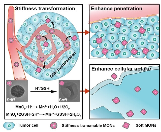 Stiffness-Transformable Nanoplatforms Responsive to the Tumor Microenvironment for Enhanced Tumor Therapeutic Efficacy