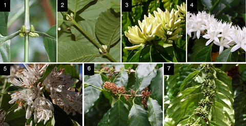 Shift in precipitation regime promotes interspecific hybridization of introduced Coffea species