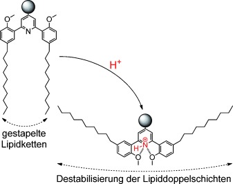 Switchable Lipids: Conformational Change for Fast pH-Triggered Cytoplasmic Delivery