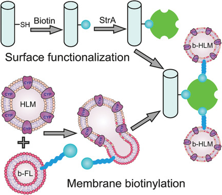 Overcoming the Pitfalls of Cytochrome P450 Immobilization through the Use of Fusogenic Liposomes
