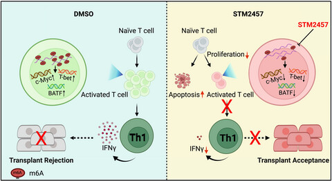 METTL3 inhibition reduces N6-methyladenosine levels and prevents allogeneic CD4+ T-cell responses