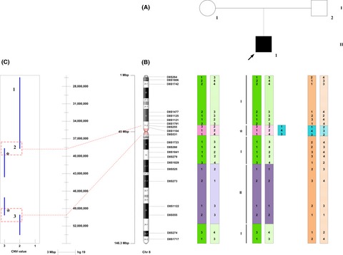 Mosaic partial pericentromeric trisomy 8 and maternal uniparental disomy in a male patient with autism spectrum disorder