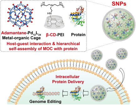 Hierarchical Self-assembly of Discrete Metal–Organic Cages into Supramolecular Nanoparticles for Intracellular Protein Delivery